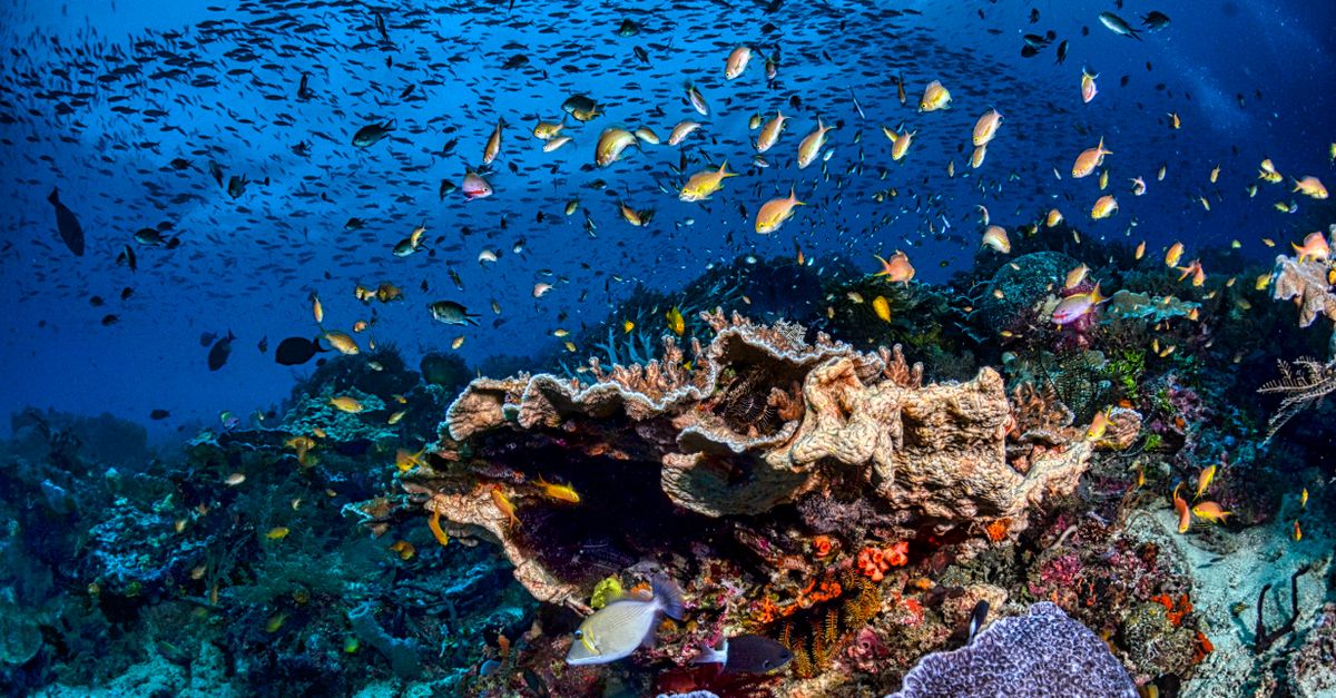 I suoni del mare per studiare gli ecosistemi sommersi - Al via il monitoraggio eco-acustico nell'Amp Punta Campanella