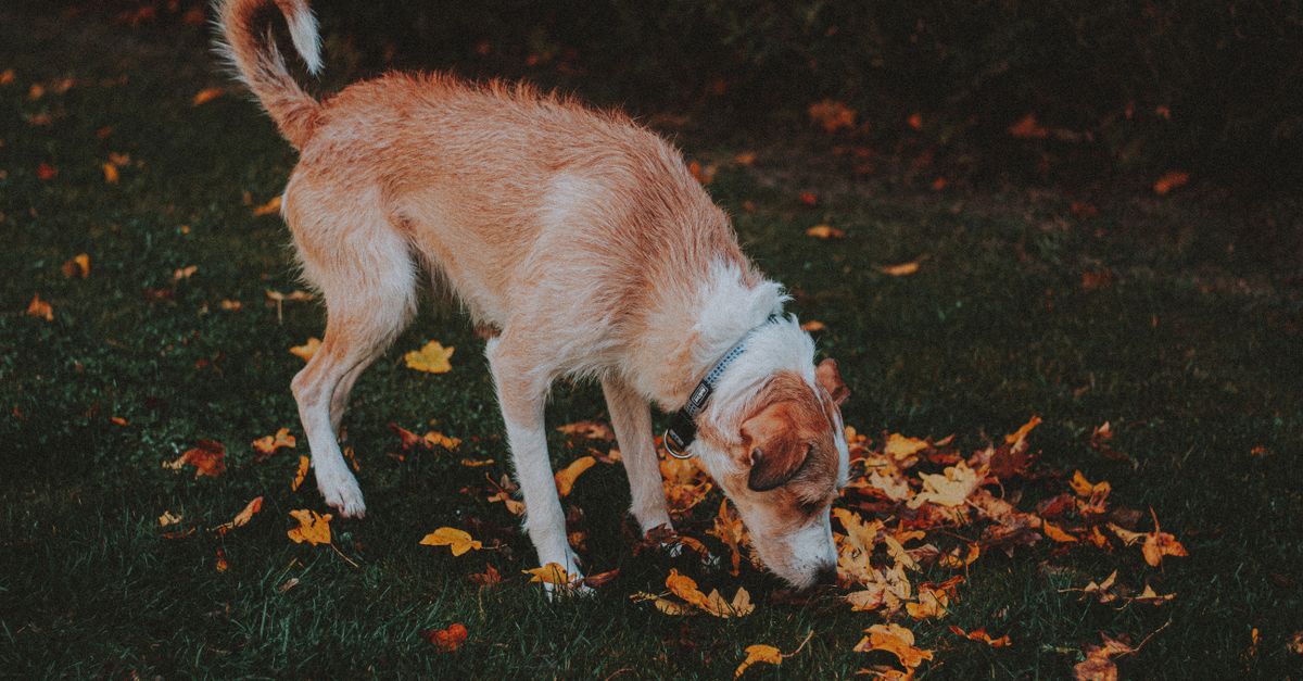 Perché il cane mangia l'erba?