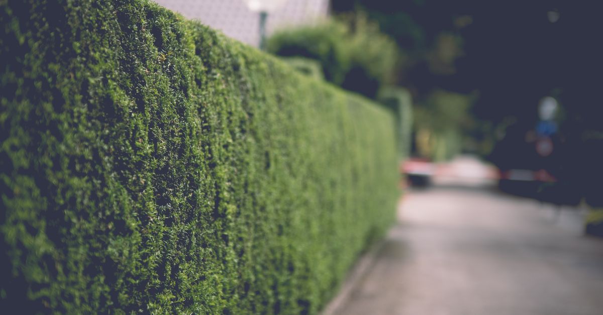 Distanze tra alberi piantati e confine con vicino