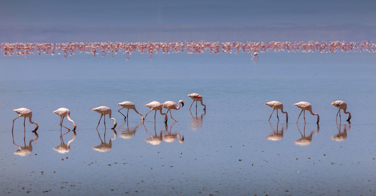 Perché i fenicotteri sono rosa?