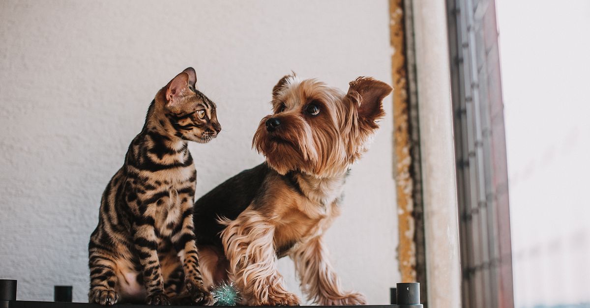 Animali domestici in condominio. Diritti, regole e responsabilità
