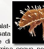 Perché si dice cercare rogne?