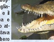 Coccodrillo ruba motosega troppo rumorosa