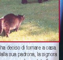 USA: gatto terrorizza orso bruno