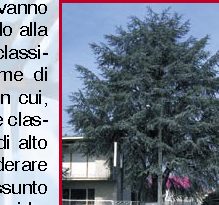 Alberi e condominio