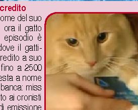 Gatto ottiene carta di credito
