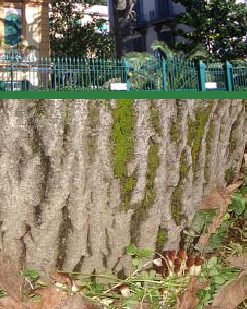 Un "chiodino" può far morire un albero?