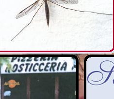 Perché alcune persone vengono punte di più di altre dalle zanzare?
