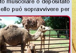 Le gobbe dei cammelli sono piene d'acqua?