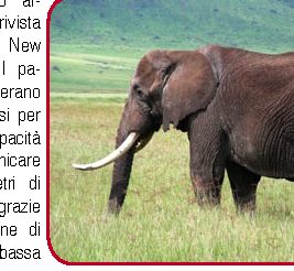 Scoperte: gli elefanti si servono delle loro zampe per ascoltare i segnali dei loro simili, grazie alle vibrazioni trasmesse a terra