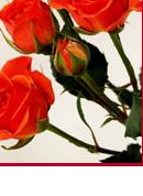 Cosa significano le rose rosse?