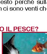 Perché i gatti adorano il pesce?