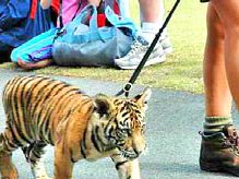Tutti gli animali sono addomesticabili?