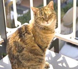 Gatto smarrito ritrovato dopo 9 anni