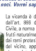 Quesiti Legali - I frutti caduti degli alberi del vicino