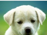 Animali: abbandonano cucciola, ammenda di 1.400 euro
