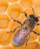La propoli: antibiotico naturale