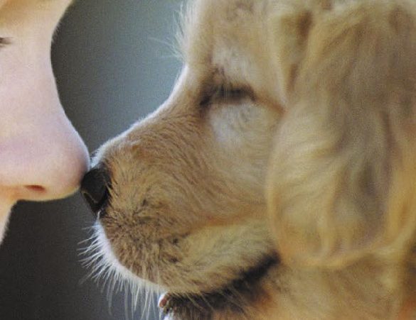 Cane Pericoloso, chi è il responsabile?