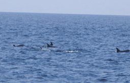 Punta Campanella: dimora di delfini e del Gabbiano Corso