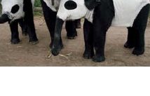 Negli zoo elefanti travestiti da panda