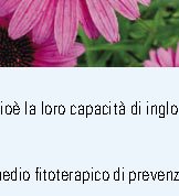 Con l'arrivo del freddo ho spesso raffreddore e mal di gola, esiste qualche rimedio naturale in grado di far aumentare le mie difese immunitarie?