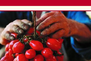 Il Pomodorino del Piennolo Vesuviano DOP