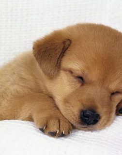Perché i cani girano su se stessi prima di accucciarsi?