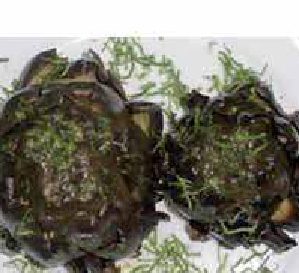 Enogastronomia – Carciofi alla brace