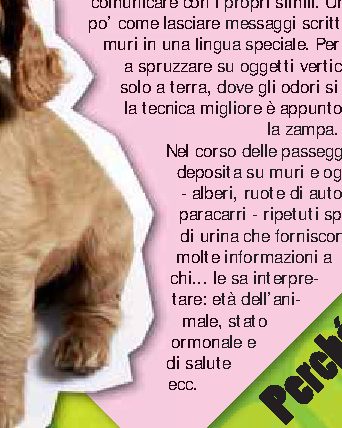 Perché i cani fanno pipì alzando la zampa?