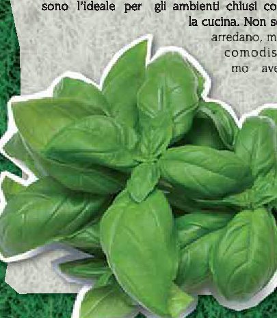 L'orto in casa
