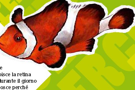 I pesci dormono?