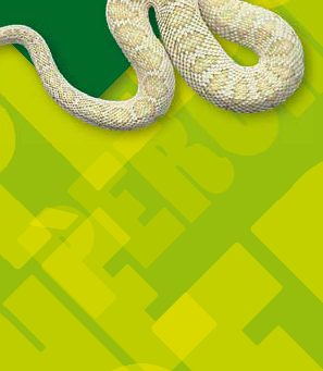 Perché ad alcuni serpenti suona la coda?