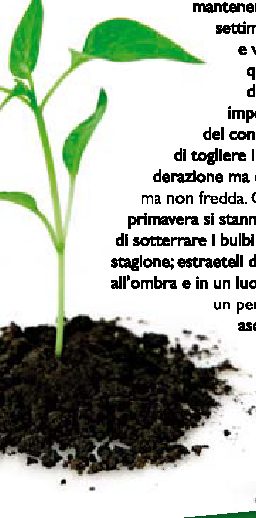 Cure estive per "l'angolo verde"