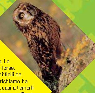 Gufi e civette, immeritata fama di animali del malaugurio
