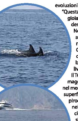 Grosso branco di delfini a Punta Campanella