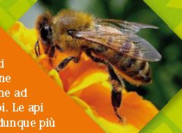 Perché le api fanno il miele?