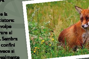 Bielorussia: una volpe ferita spara al cacciatore e riesce a fuggire