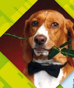 Come si diventa istruttori di cani?