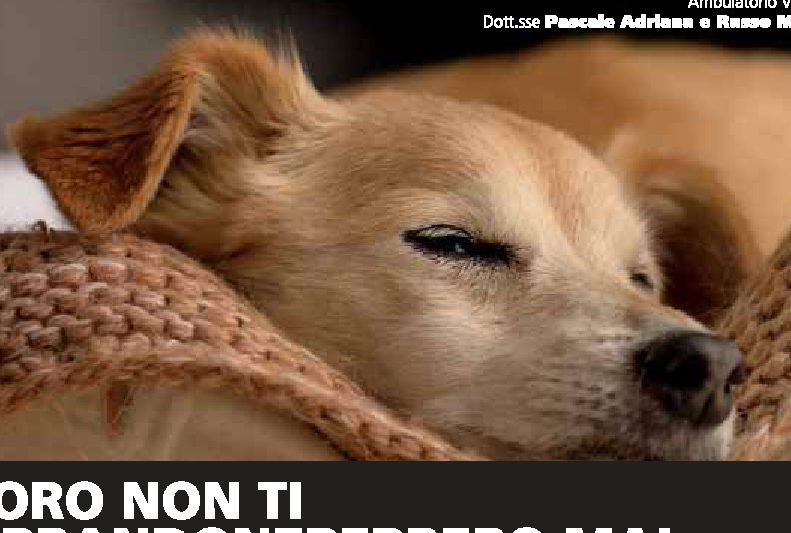Loro non ti abbandonerebbero mai…