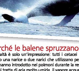 Perché le balene spruzzano acqua?