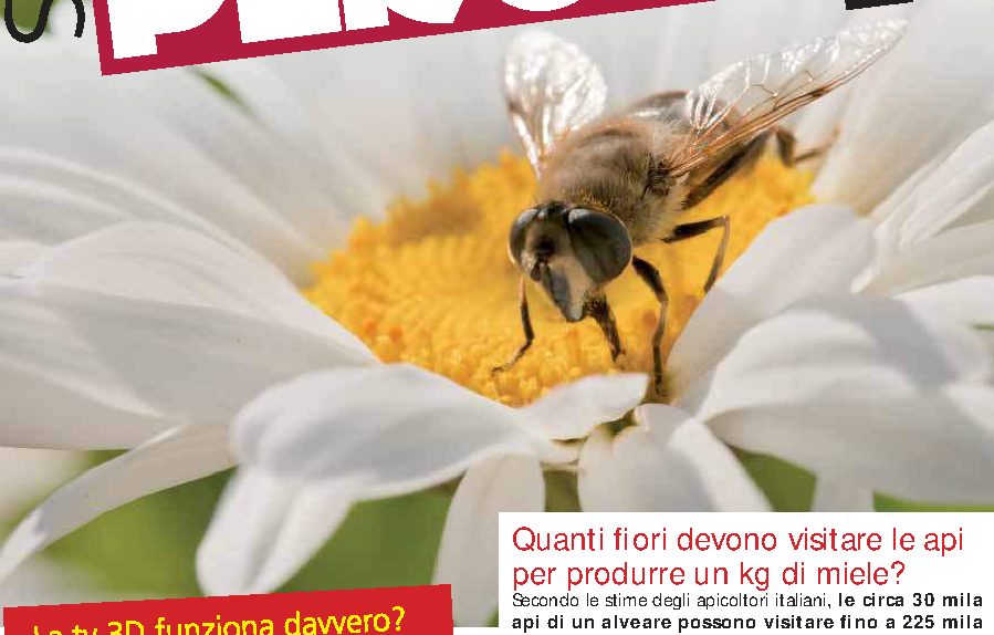 Quanti fiori devono visitare le api per produrre un kg di miele?