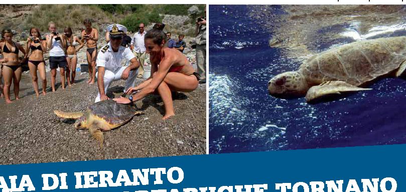 Baia di Ieranto: quattro tartarughe tornano a nuotare nel mare "protetto"