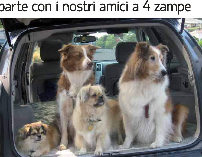 Tutti in macchina: si parte con i nostri amici a 4 zampe