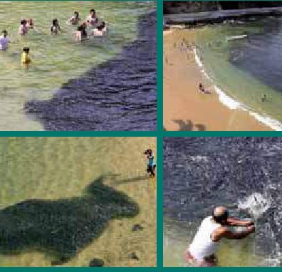 Un banco di pesci arriva sulla spiaggia di Acapulco