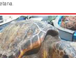 Tartaruga depone uova su spiaggia di Palinuro