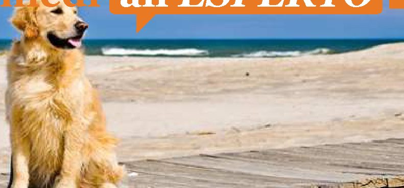 Posso portare il mio cane in spiaggia? È molto educato e non arreca fastidio a nessuno.