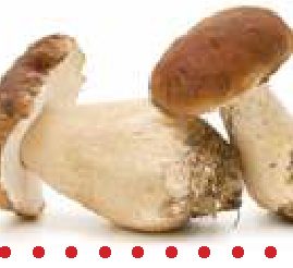 I Funghi