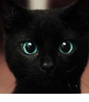 Perché si dice che il gatto nero porti sfortuna?