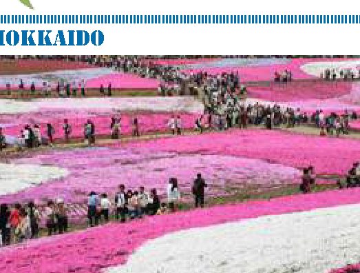La collina rosa di Hokkaido