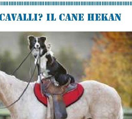 Un buon addestratori di cavalli? Il cane Hekan